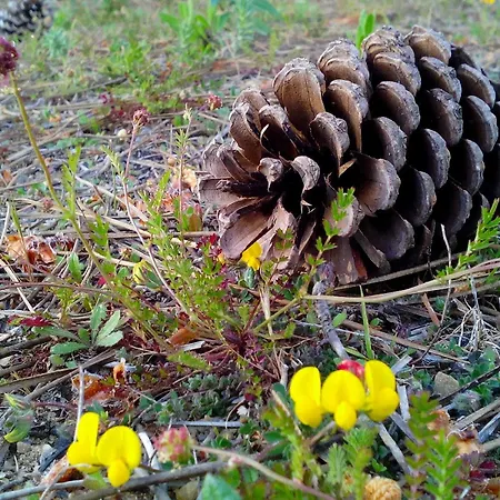 Castelo De Bode Monte Do Valinho Country House With Private Pool And Panoramic Views * Alverangel