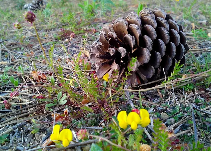 Castelo De Bode Monte Do Valinho Country House With Private Pool And Panoramic Views * Alverangel